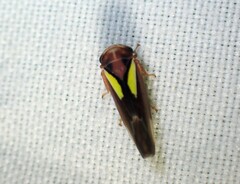 Balcanocerus provancheri