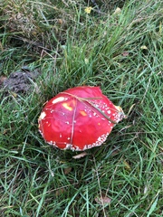 Amanita muscaria