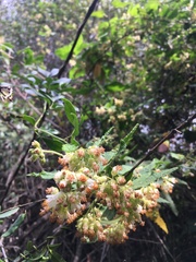 Tarasa umbellata