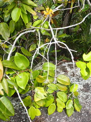 Syzygium wrightii
