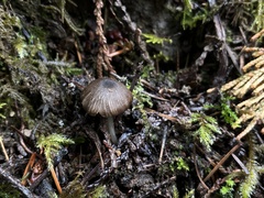 Cyanula