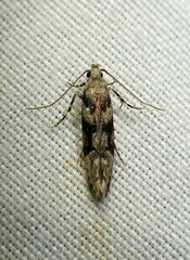 Coleotechnites atrupictella