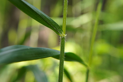 Hordelymus europaeus