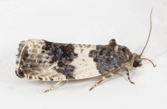 Pseudosciaphila duplex