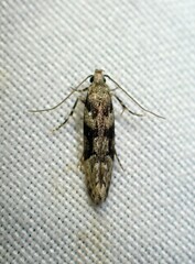 Coleotechnites atrupictella