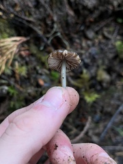 Cyanula