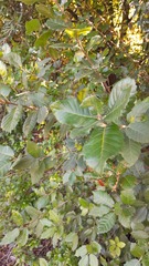 Quercus ilex