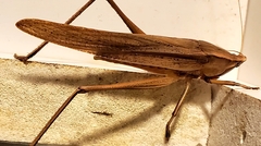 Neoconocephalus triops