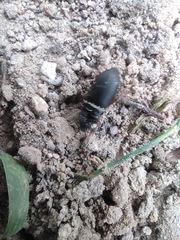 Harpalus rufipes