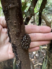 Natalobatrachus bonebergi