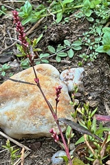 Persicaria minor