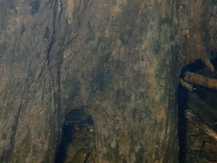 Salvelinus fontinalis