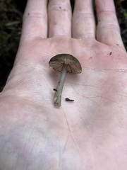 Cyanula