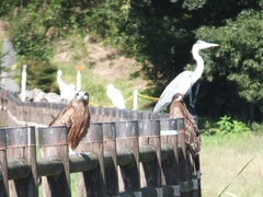 Milvus migrans lineatus