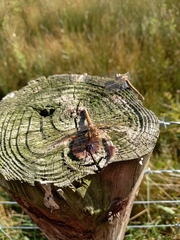 Sympetrum striolatum