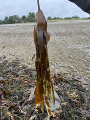 Laminaria digitata