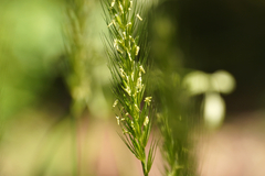Hordelymus europaeus