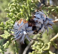 Juniperus osteosperma