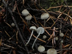 Mycena tenax