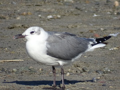 Leucophaeus atricilla