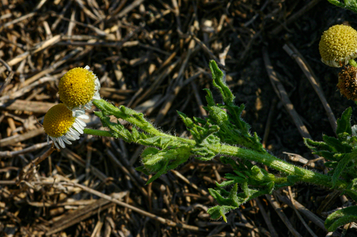 Gyrodoma hispida image