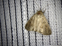 Spodoptera depravata