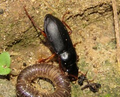 Harpalus