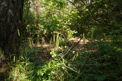 Hordelymus europaeus