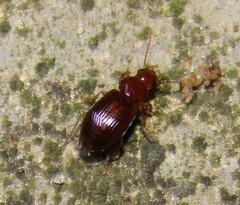 Carabidae