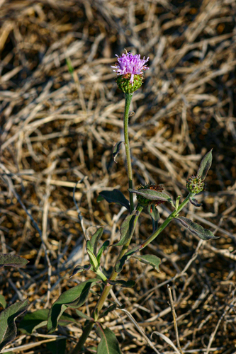 Vernonia kirkii image