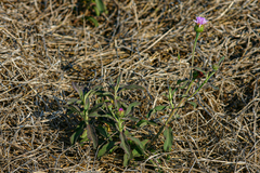Image of Vernonia kirkii