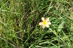 Moraea flaccida