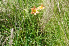 Moraea flaccida