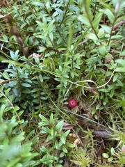 Vaccinium macrocarpon