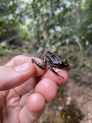 Natalobatrachus bonebergi