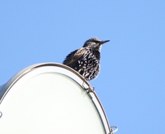 Sturnus vulgaris