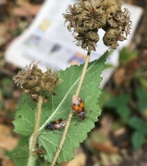 Tarasa umbellata