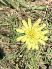Pyrrhopappus carolinianus