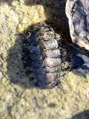 Polyplacophora