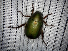 Anomala albopilosa albopilosa