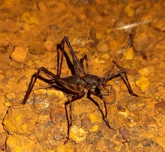 Eidmanacris