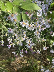 Symphyotrichum shortii