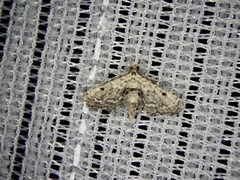 Sufetula sunidesalis