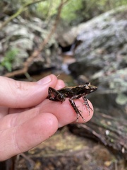 Natalobatrachus bonebergi