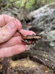 Natalobatrachus bonebergi
