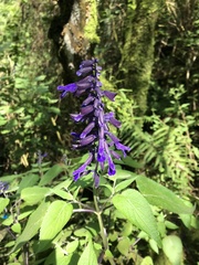 Salvia concolor