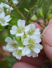 Berteroa incana