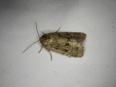 Spodoptera depravata