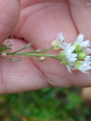 Berteroa incana
