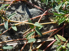 Euphorbia polygonifolia
